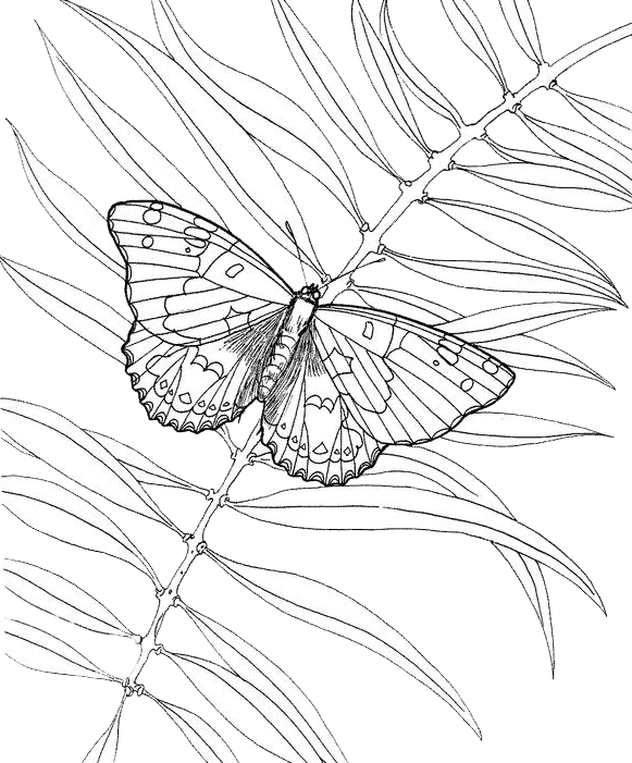 Раскраска: бабочка (Животные) #15841 - Бесплатные раскраски для печати