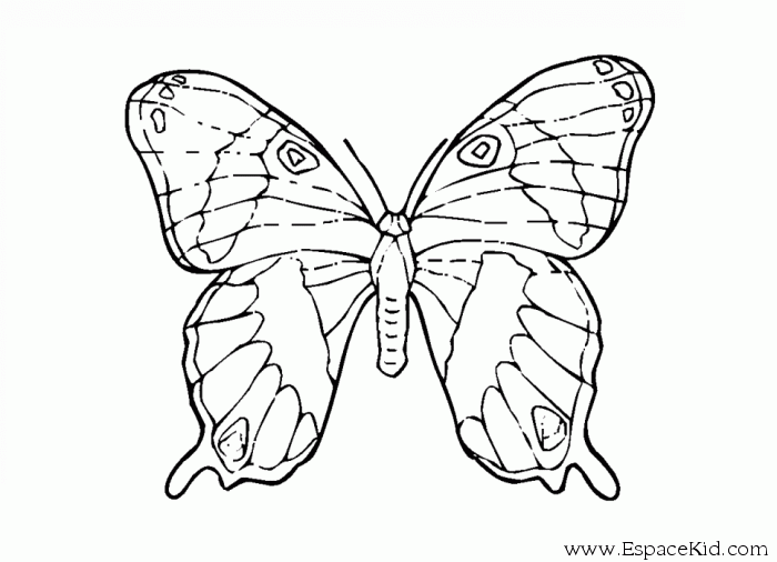 Раскраска: бабочка (Животные) #15857 - Бесплатные раскраски для печати