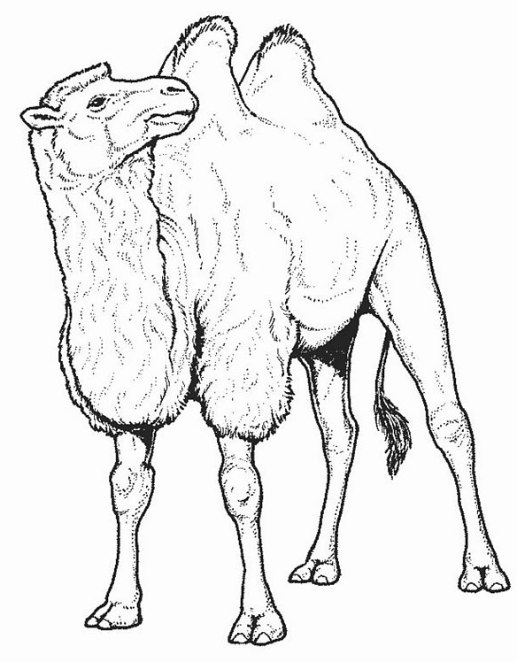 Раскраска: верблюд (Животные) #1665 - Бесплатные раскраски для печати