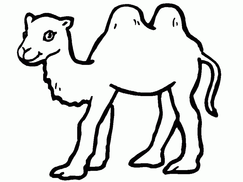 Раскраски картинки для всех возростов Верблюд