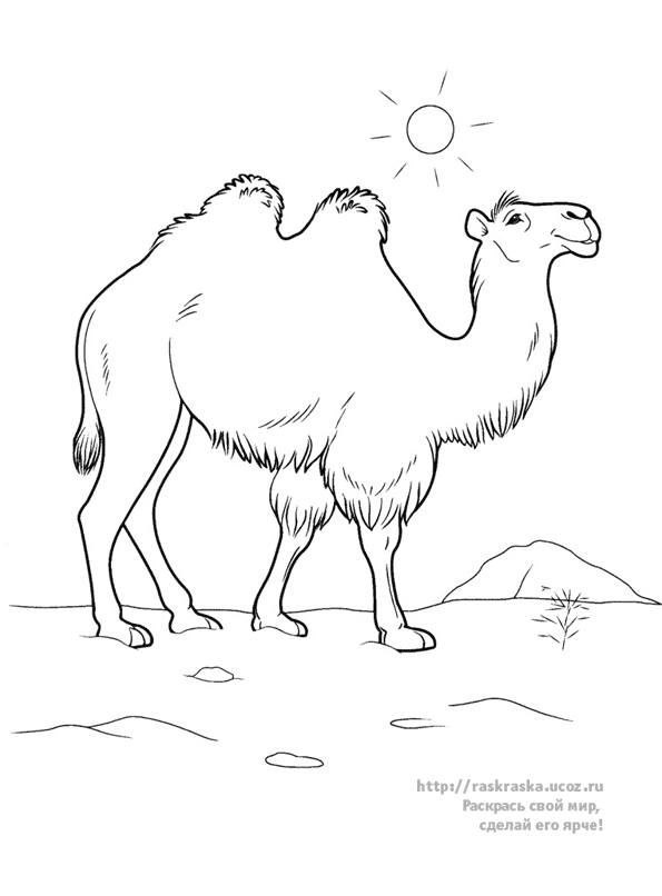 Раскраска: верблюд (Животные) #1686 - Бесплатные раскраски для печати