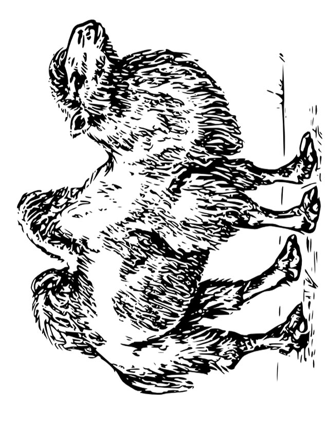 Раскраска: верблюд (Животные) #1703 - Бесплатные раскраски для печати