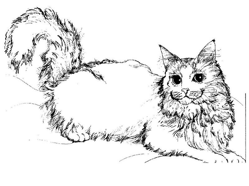 Раскраска: кот (Животные) #1773 - Бесплатные раскраски для печати
