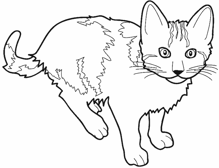 Раскраска: кот (Животные) #1781 - Бесплатные раскраски для печати