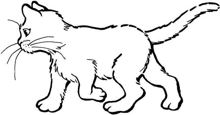 Раскраска: кот (Животные) #1822 - Бесплатные раскраски для печати