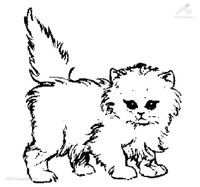 Раскраска: кот (Животные) #1832 - Бесплатные раскраски для печати