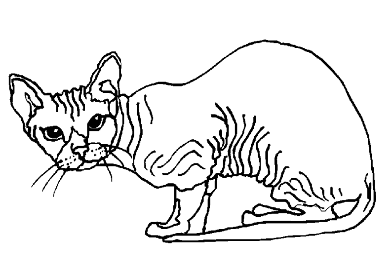 Раскраска: кот (Животные) #1841 - Бесплатные раскраски для печати