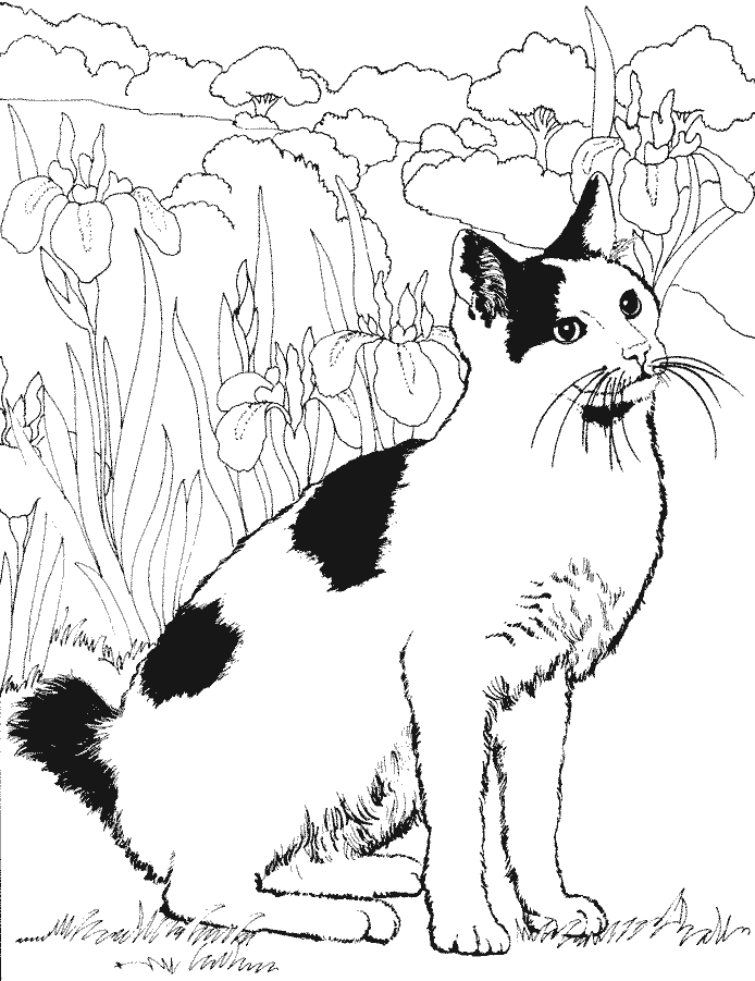 Раскраска: кот (Животные) #1846 - Бесплатные раскраски для печати