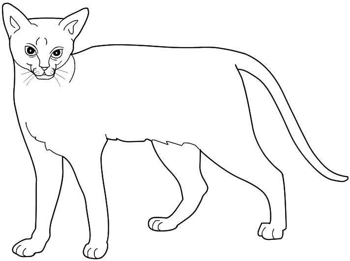 Раскраска: кот (Животные) #1881 - Бесплатные раскраски для печати