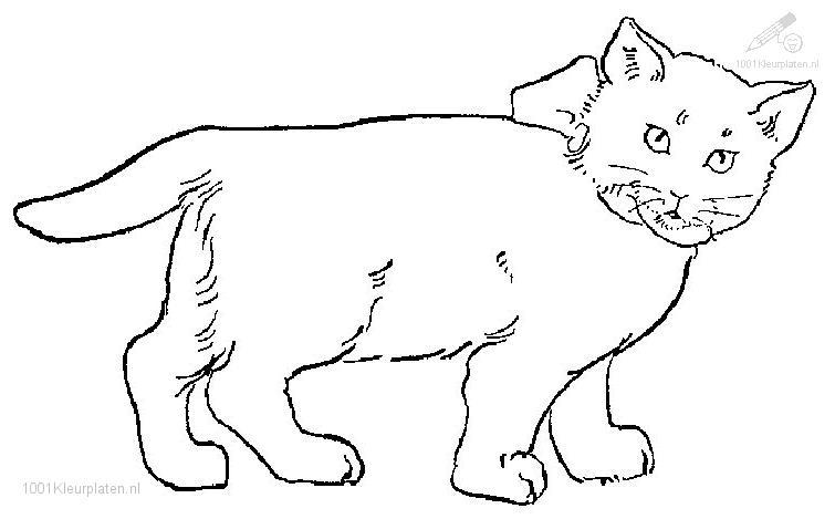 Раскраска: кот (Животные) #1882 - Бесплатные раскраски для печати