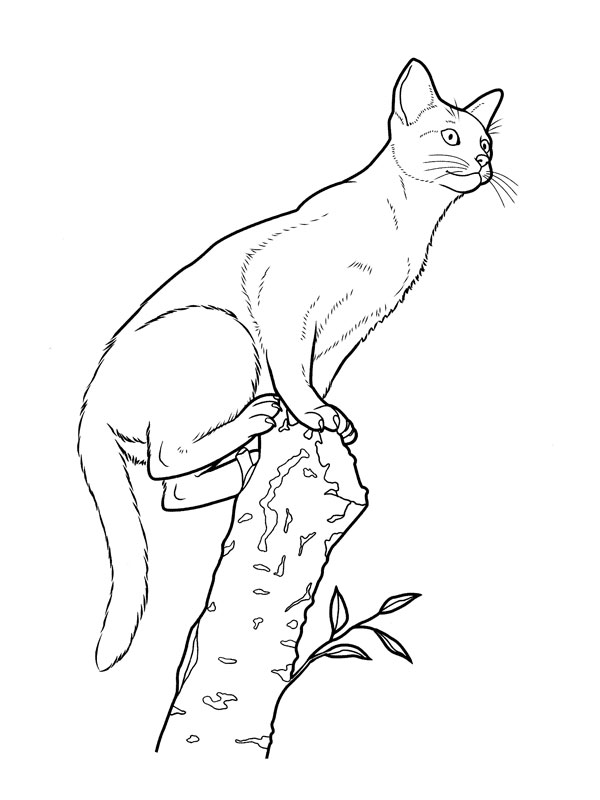 Раскраска: кот (Животные) #1885 - Бесплатные раскраски для печати