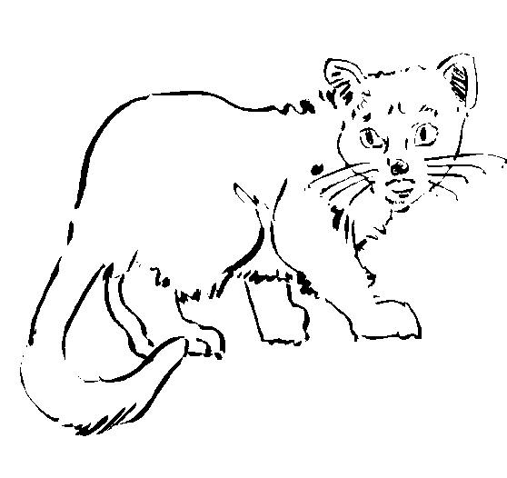 Раскраска: кот (Животные) #1902 - Бесплатные раскраски для печати