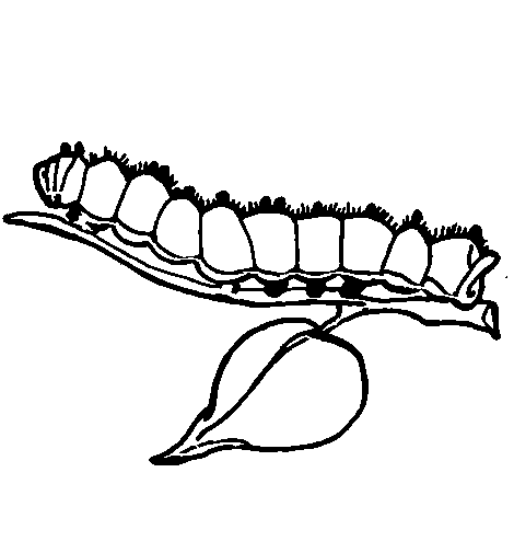 Раскраска: гусеница (Животные) #18300 - Бесплатные раскраски для печати