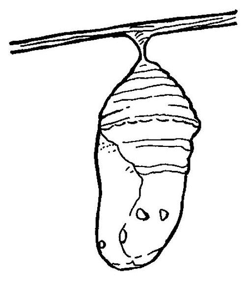 Раскраска: гусеница (Животные) #18304 - Бесплатные раскраски для печати