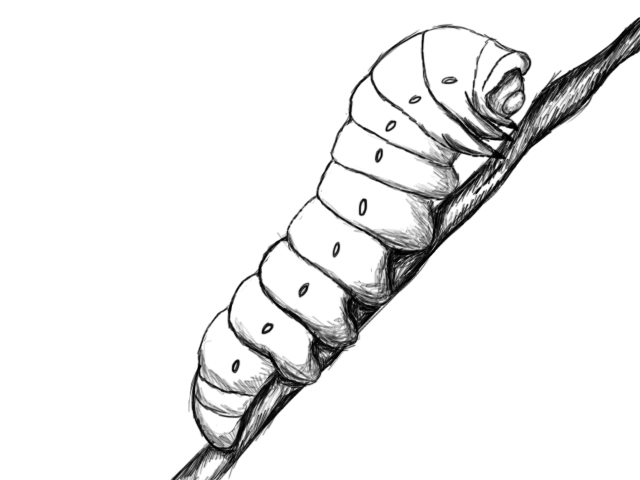 Раскраска: гусеница (Животные) #18351 - Бесплатные раскраски для печати