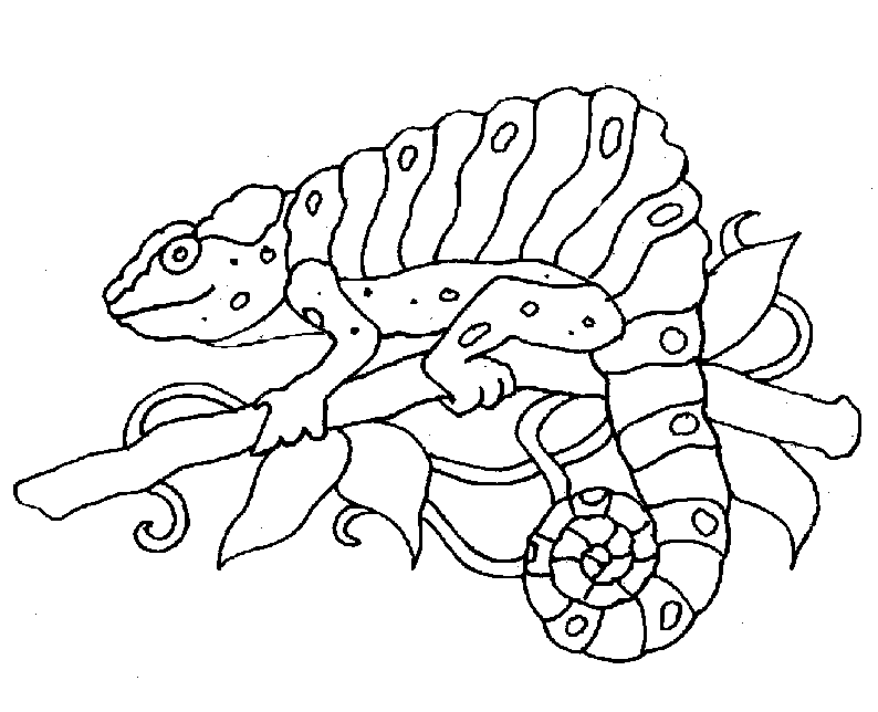 Раскраска: хамелеон (Животные) #1405 - Бесплатные раскраски для печати