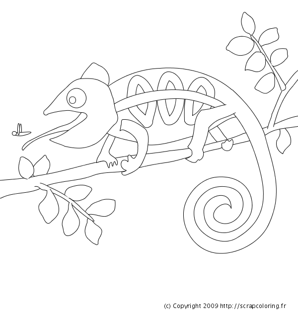 Раскраска: хамелеон (Животные) #1407 - Бесплатные раскраски для печати
