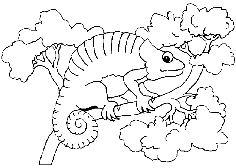 Раскраска: хамелеон (Животные) #1413 - Бесплатные раскраски для печати