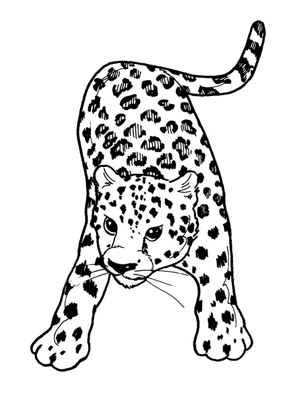 Раскраска: гепард (Животные) #7870 - Бесплатные раскраски для печати