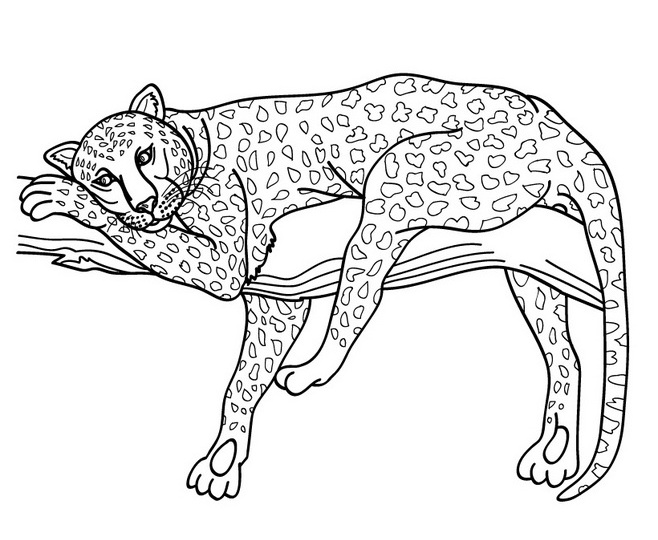 Раскраска: гепард (Животные) #7873 - Бесплатные раскраски для печати