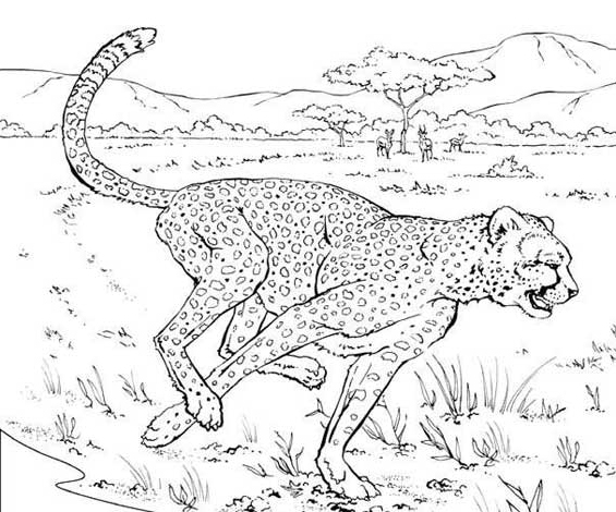 Раскраска: гепард (Животные) #7880 - Бесплатные раскраски для печати