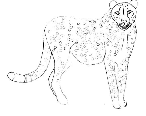 Раскраска: гепард (Животные) #7898 - Бесплатные раскраски для печати