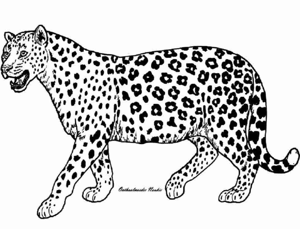Раскраска: гепард (Животные) #7900 - Бесплатные раскраски для печати