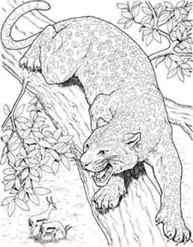 Раскраска: гепард (Животные) #7919 - Бесплатные раскраски для печати
