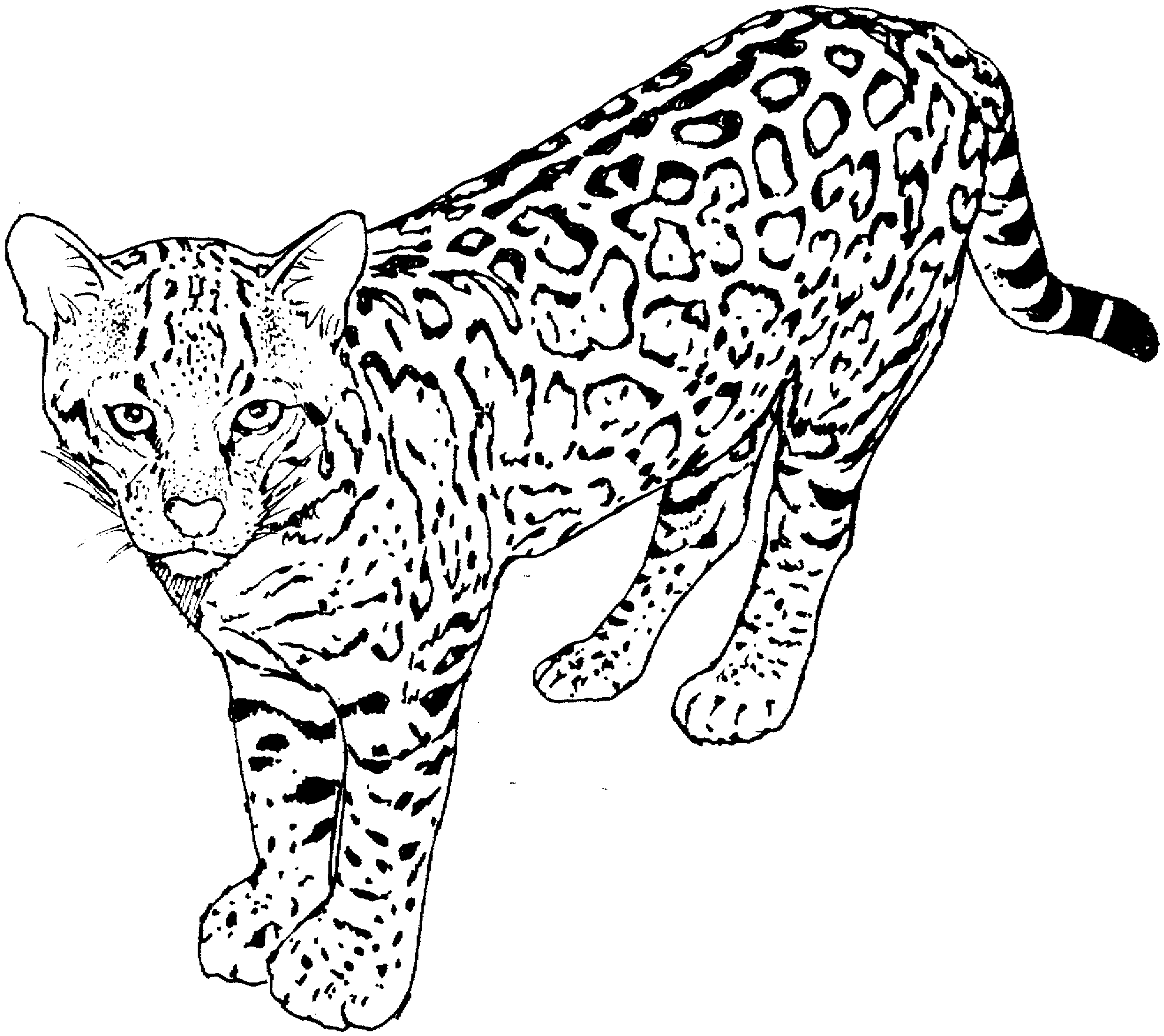 Раскраска: гепард (Животные) #7932 - Бесплатные раскраски для печати