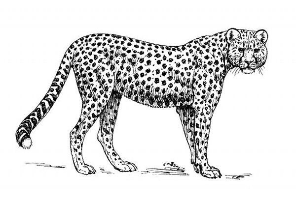 Раскраска: гепард (Животные) #7966 - Бесплатные раскраски для печати