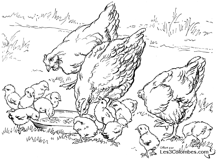 Раскраска: цыпленок (Животные) #15447 - Бесплатные раскраски для печати