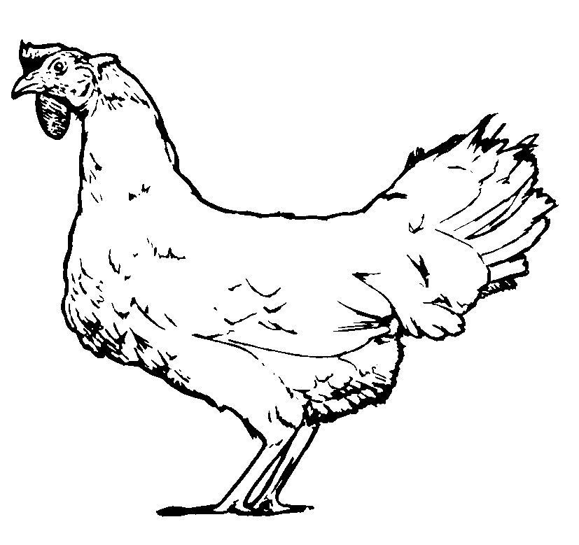 Раскраска: курица (Животные) #17371 - Бесплатные раскраски для печати