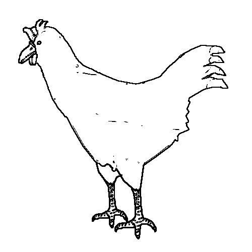 Раскраска: курица (Животные) #17377 - Бесплатные раскраски для печати