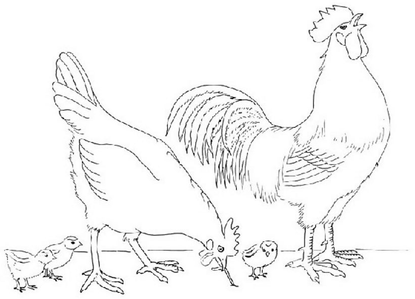 Раскраска: курица (Животные) #17390 - Бесплатные раскраски для печати