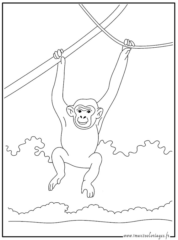 Раскраска: шимпанзе (Животные) #2761 - Бесплатные раскраски для печати