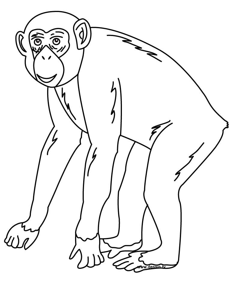 Раскраска: шимпанзе (Животные) #2767 - Бесплатные раскраски для печати