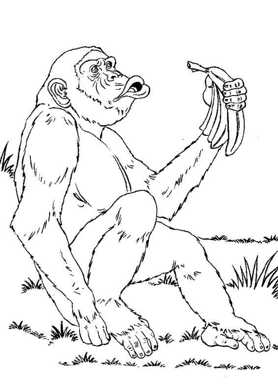 Раскраска: шимпанзе (Животные) #2782 - Бесплатные раскраски для печати