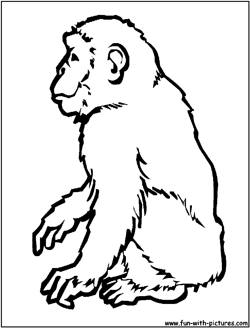 Раскраска: шимпанзе (Животные) #2794 - Бесплатные раскраски для печати