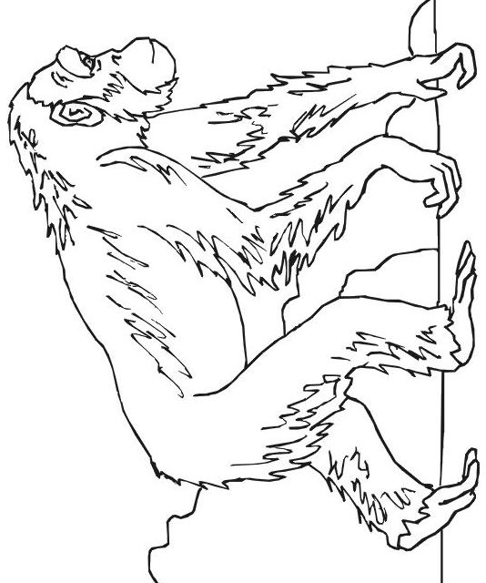 Раскраска: шимпанзе (Животные) #2796 - Бесплатные раскраски для печати