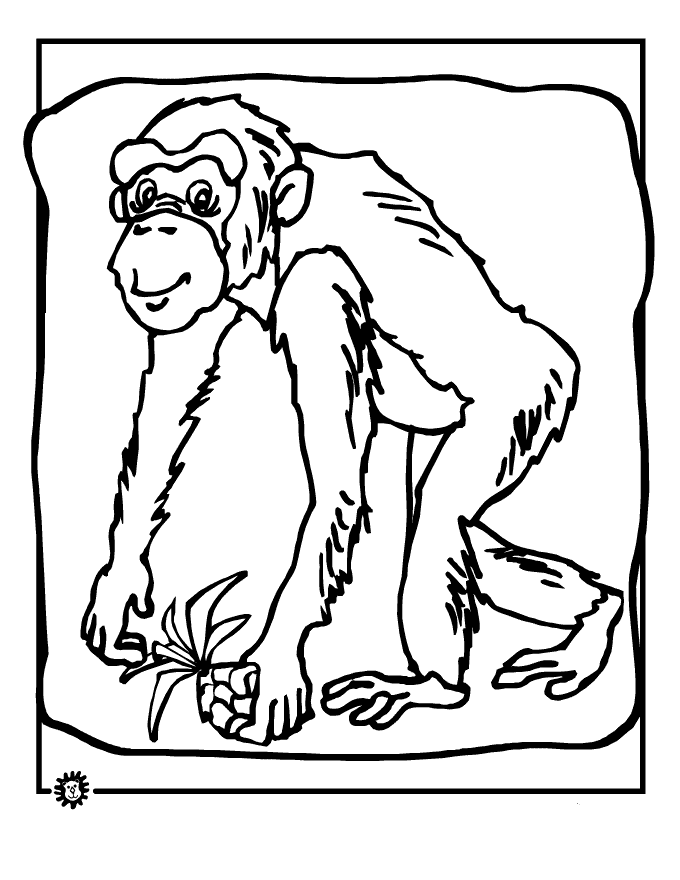Раскраска: шимпанзе (Животные) #2798 - Бесплатные раскраски для печати