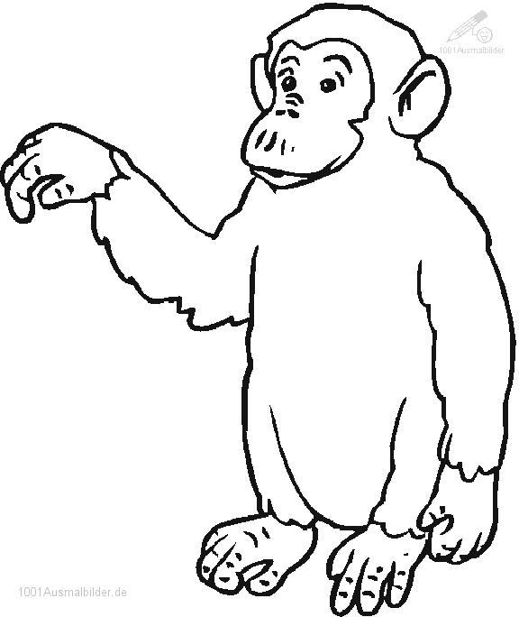 Раскраска: шимпанзе (Животные) #2805 - Бесплатные раскраски для печати