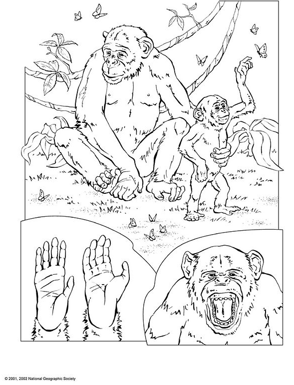 Раскраска: шимпанзе (Животные) #2832 - Бесплатные раскраски для печати