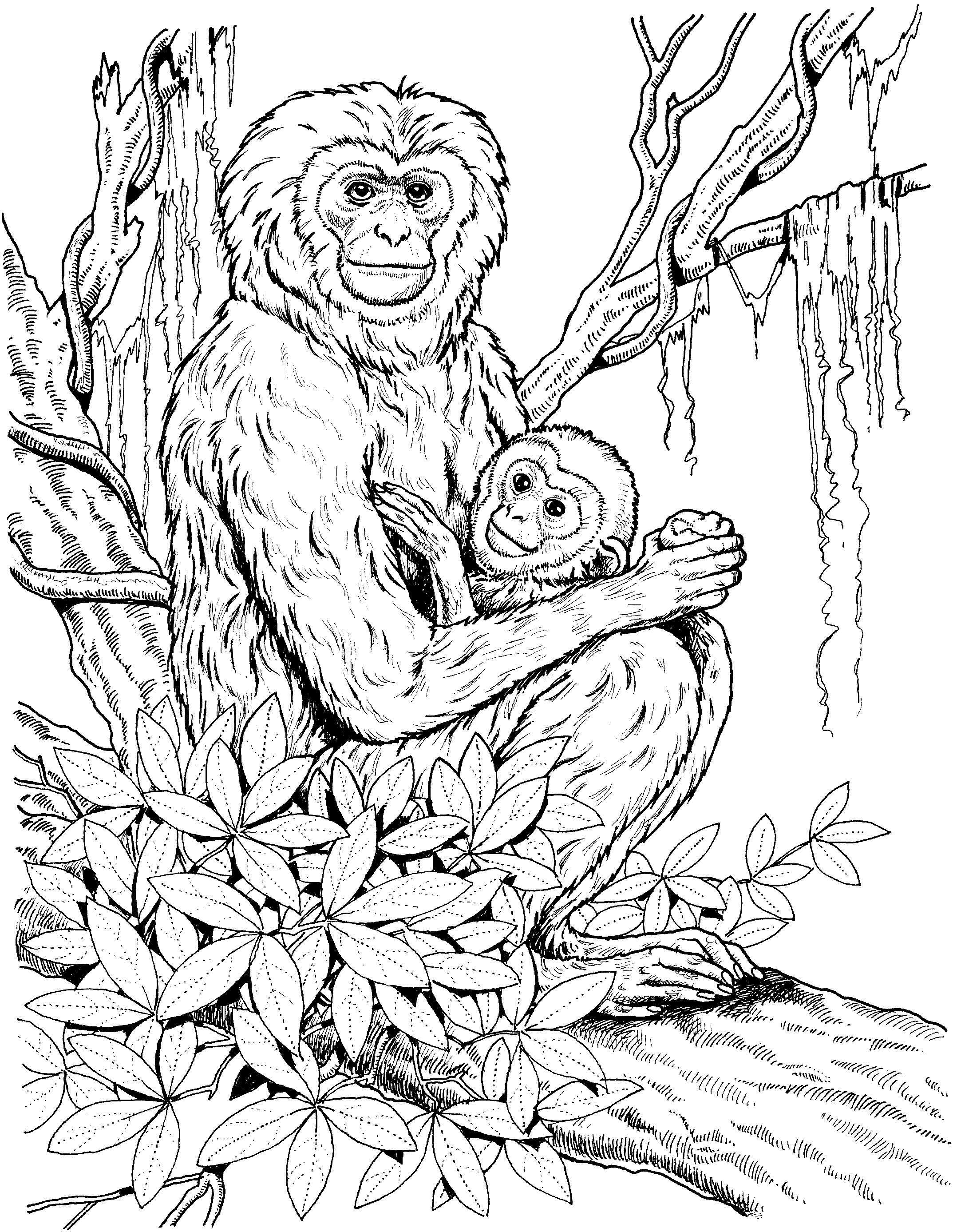 Раскраска: шимпанзе (Животные) #2833 - Бесплатные раскраски для печати