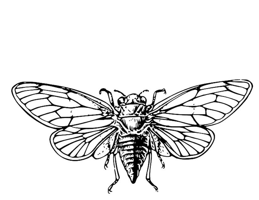 Раскраска: цикада (Животные) #18438 - Бесплатные раскраски для печати