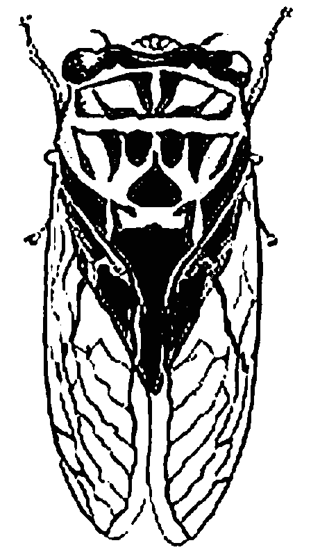 Раскраска: цикада (Животные) #18448 - Бесплатные раскраски для печати