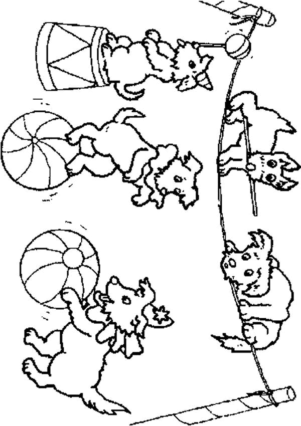 Раскраска: Цирковые животные (Животные) #21040 - Бесплатные раскраски для печати