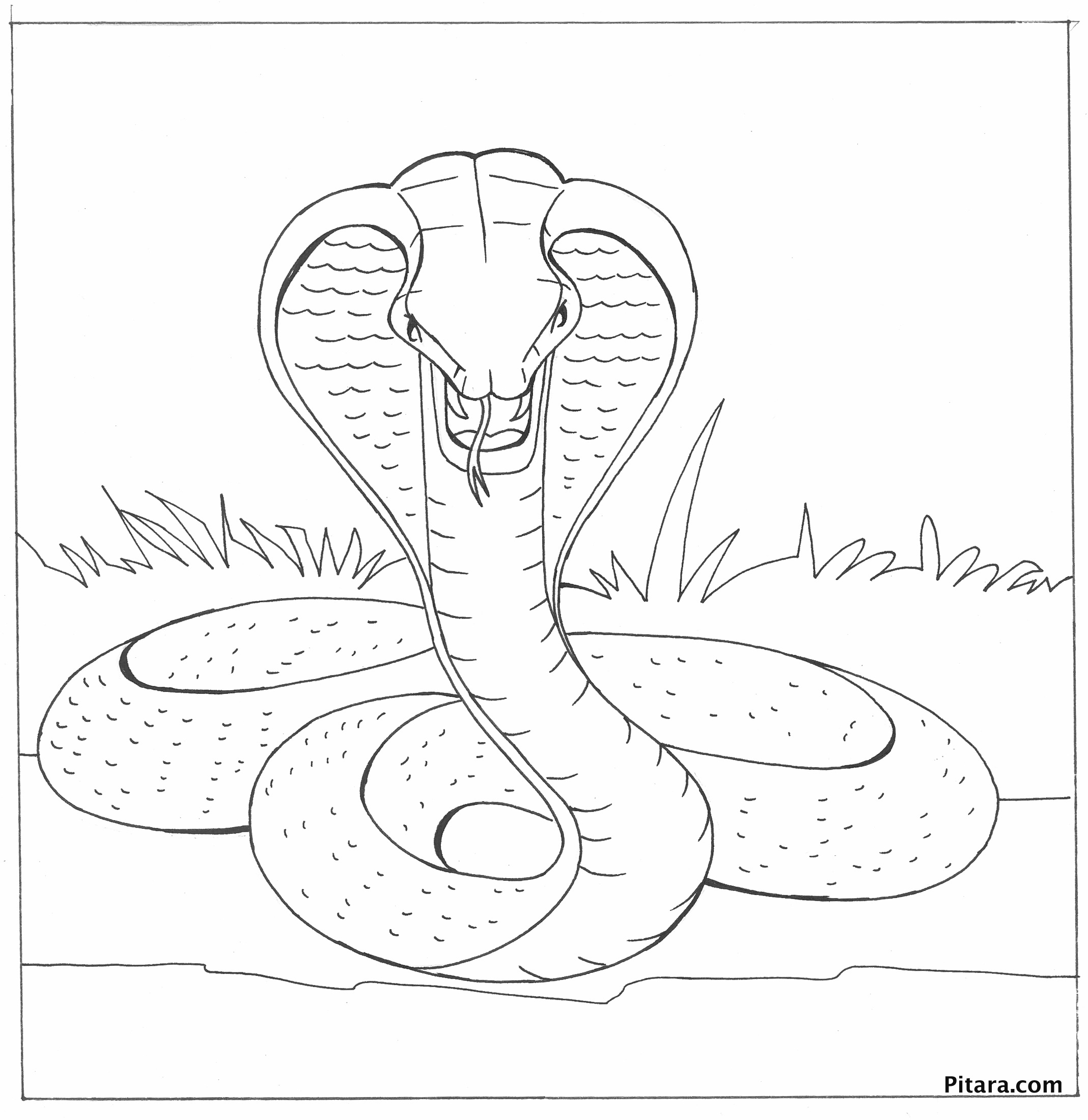 Раскраска: кобра (Животные) #3247 - Бесплатные раскраски для печати