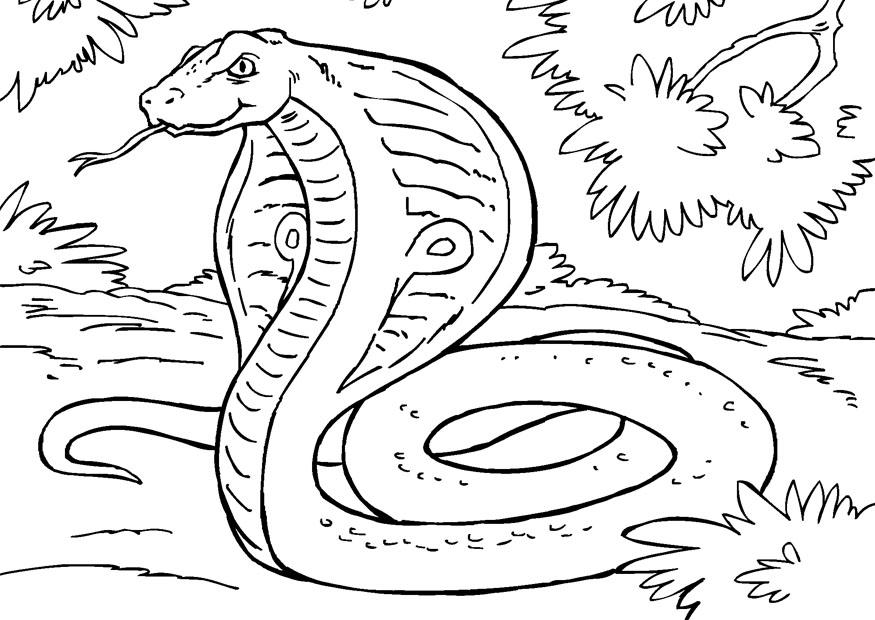 Раскраска: кобра (Животные) #3308 - Бесплатные раскраски для печати