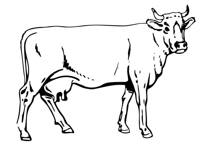 Раскраска: корова (Животные) #13261 - Бесплатные раскраски для печати