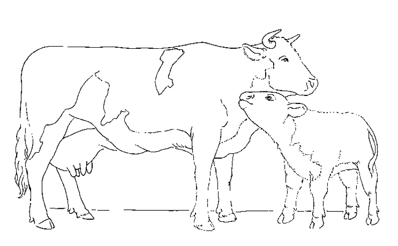 Раскраска: корова (Животные) #13298 - Бесплатные раскраски для печати
